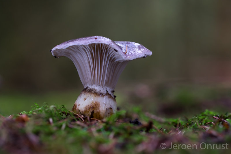 Gomphidius glutinosus - Slijmige Spijkerzwam - Slimy Spike