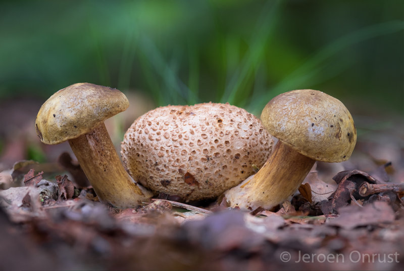 Boletus parasiticus - Kostgangerboleet - Parasitic Bolete