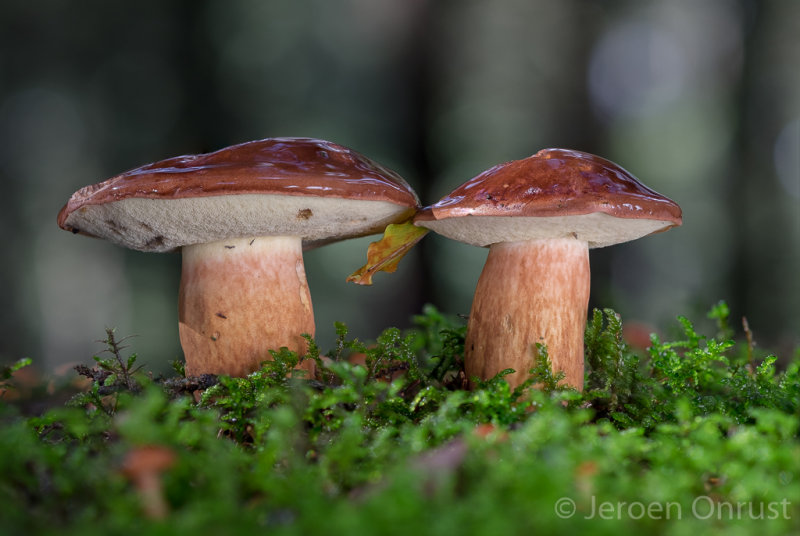 Boletus badius - Kastanjeboleet - Bay Bolete