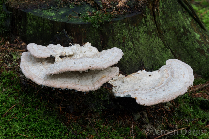 Postia guttulata - Zwetende Kaaszwam