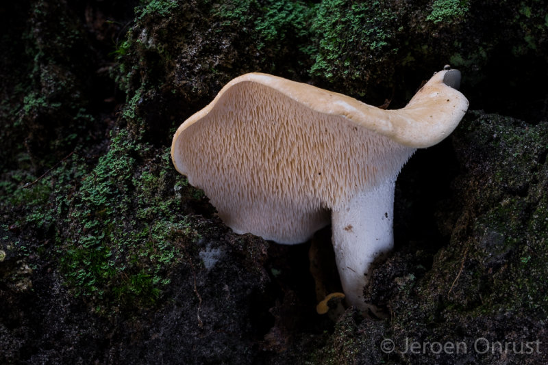 Hydnum repandum - Gele Stekelzwam - Wood Hedgehog