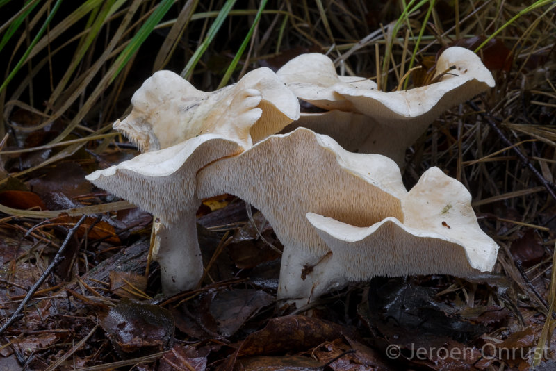 Hydnum repandum - Gele Stekelzwam - Wood Hedgehog