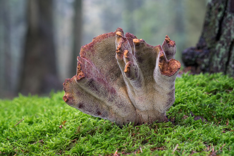 Phaeolus schweinitzii - Dennenvoetzwam - Dyers Mazegill