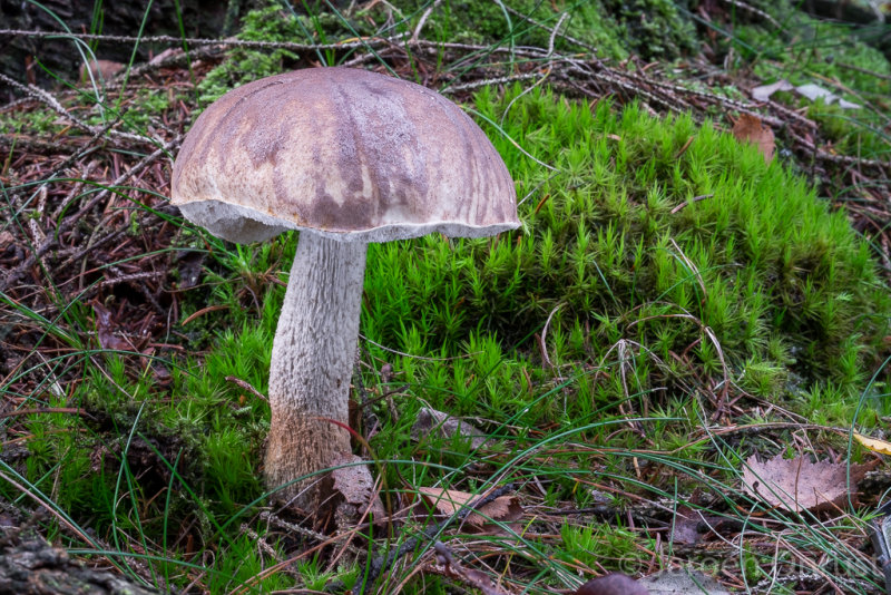 Leccinum scabrum - Gewone Berkenboleet - Brown Birch Bolete