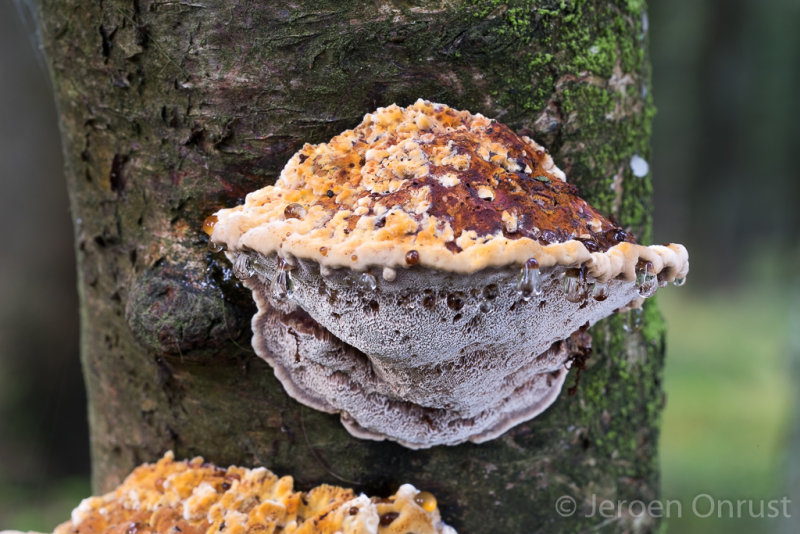 Mensularia radiata - Elzenweerschijnzwam - Alder Bracket