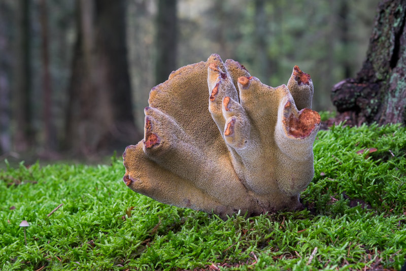 Phaeolus schweinitzii - Dennenvoetzwam - Dyers Mazegill