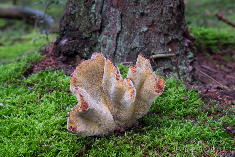 Phaeolus schweinitzii - Dennenvoetzwam - Dyers Mazegill