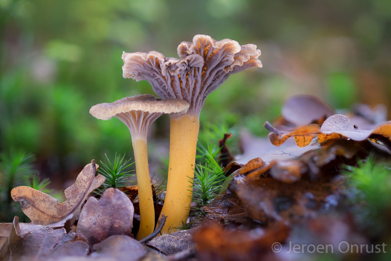 Cantharellus tubaeformis - Trechtercantharel - Yellowfoot