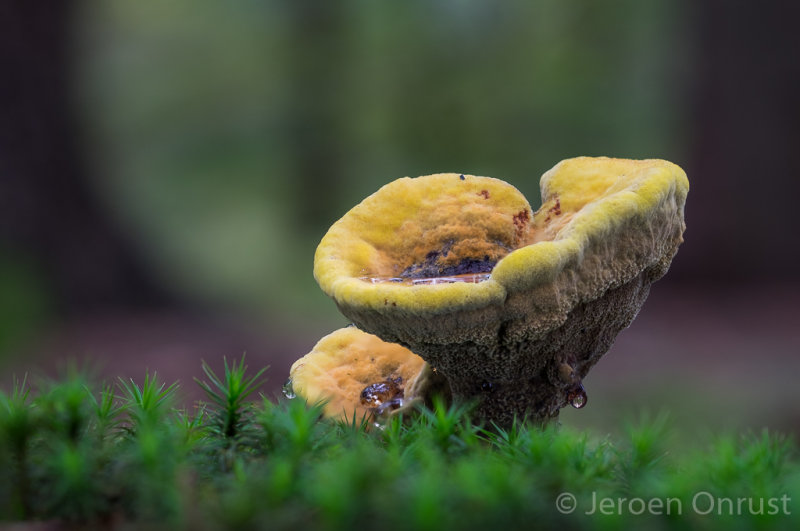 Phaeolus schweinitzii - Dennenvoetzwam - Dyers Mazegill