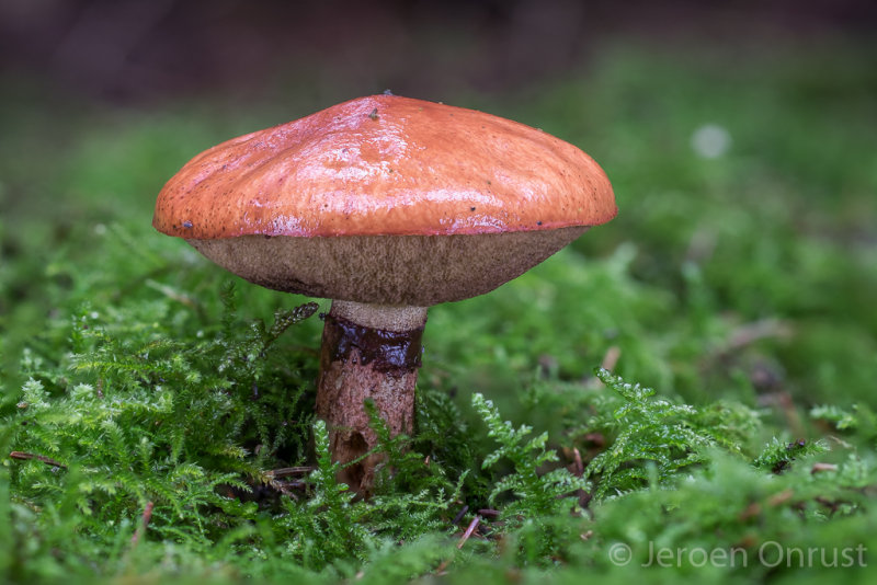 Suillus luteus - Bruine Ringboleet - Slippery Jack