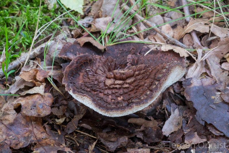 Sarcodon scabrosus - Blauwvoetstekelzwam - Bitter Tooth