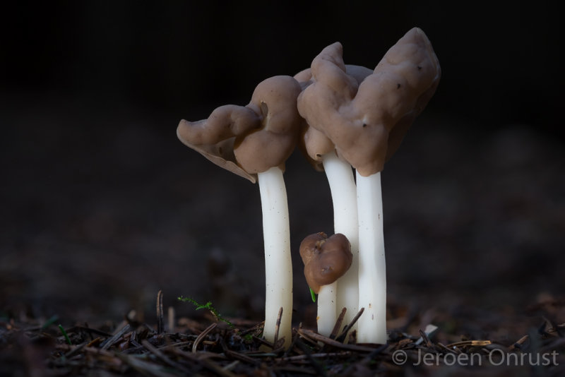 Helvella elastica - Holsteelkluifzwam - Flexible Helvella