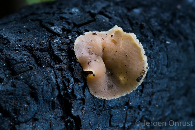 Peziza echinospora - Zemelige Brandplekbekerzwam - Charcoal Cup