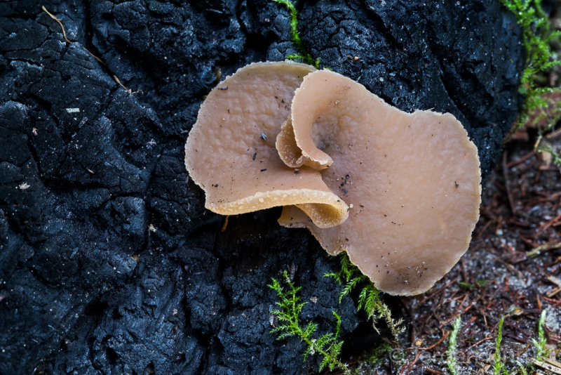 Peziza echinospora - Zemelige Brandplekbekerzwam - Charcoal Cup