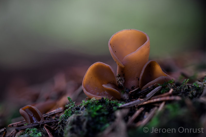 Otidea leporina - Echt Hazenoor - Yellow Rabbit Ears