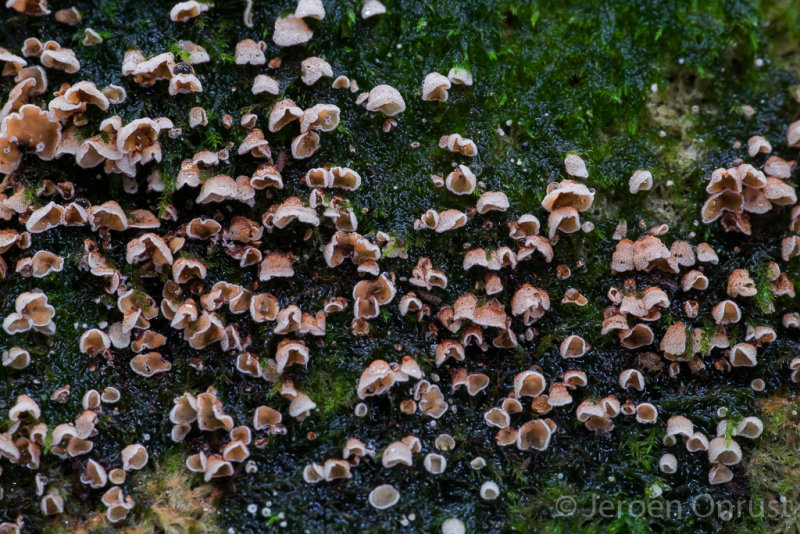 Chromocyphella muscicola - Mosschelpje - Moss Rust