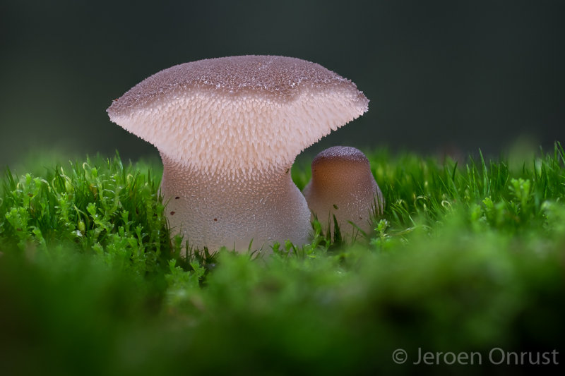 Pseudohydnum gelatinosum - Stekeltrilzwam - Jelly Tooth