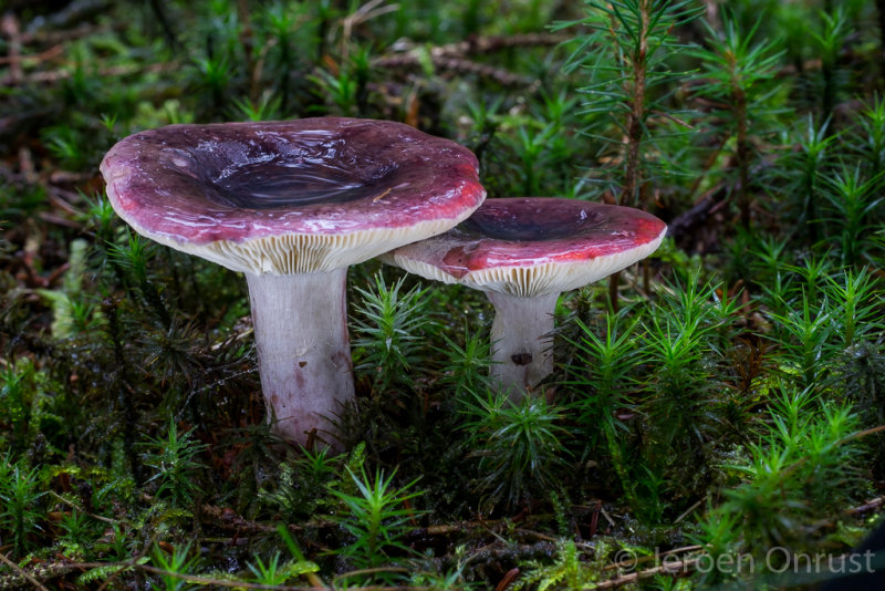 Russula