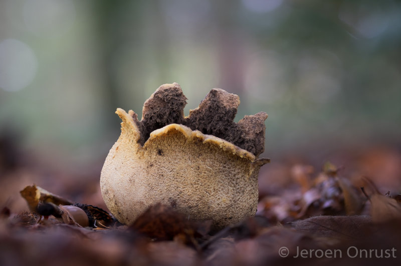 Scleroderma citrinum - Gele Aardappelbovist - Common Earthball