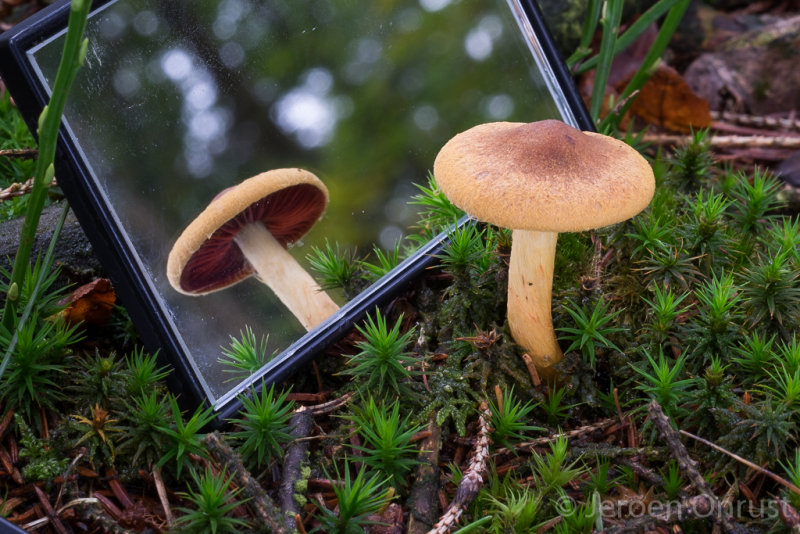 Cortinarius semisanguineus - Pagemantel - Surprise Webcap