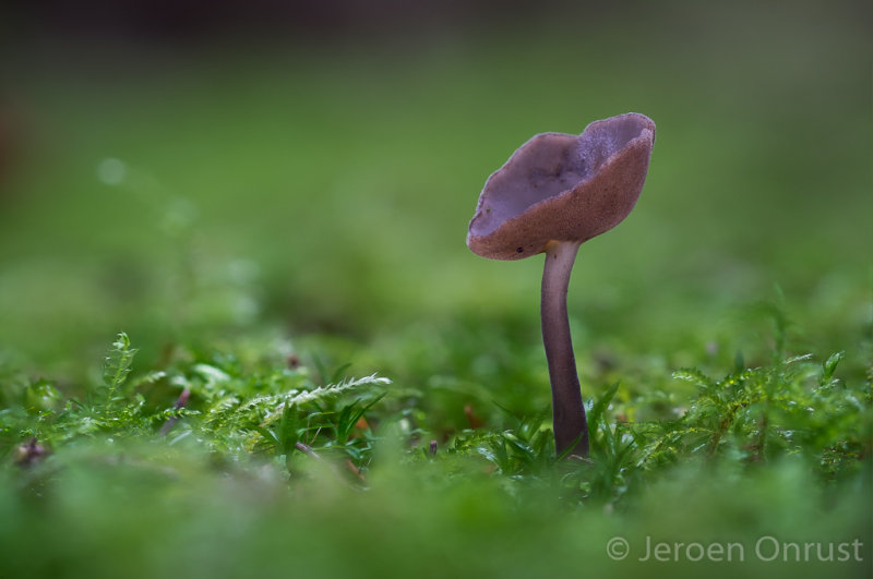 Helvella macropus - Schotelkluifzwam - Felt Saddle