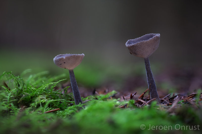 Helvella macropus - Schotelkluifzwam - Felt Saddle