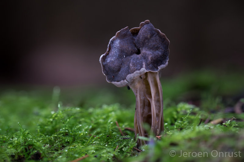 Helvella lacunosa - Zwarte Kluifzwam - Elfin Saddle