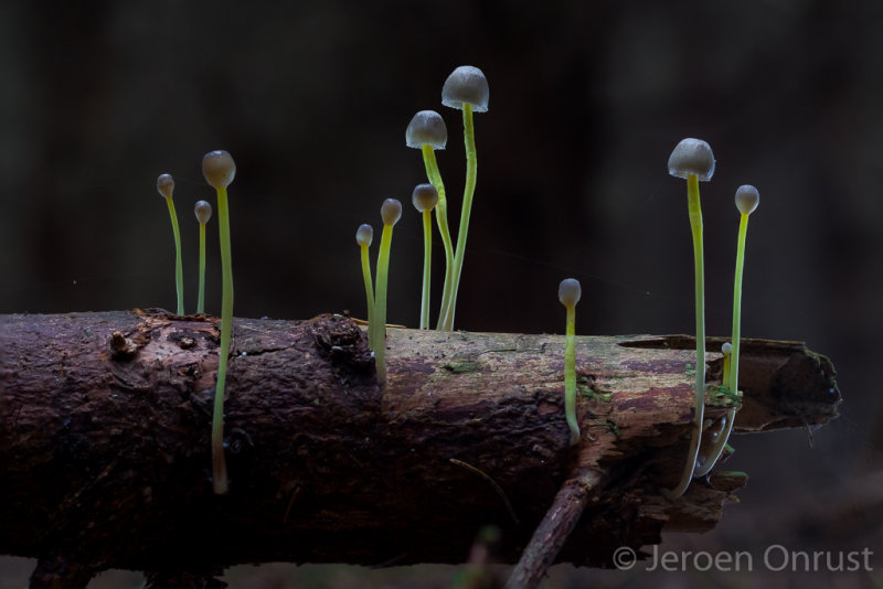Mycena epipterygioides - Dennenkleefsteelmycena - Yellowleg Bonnet
