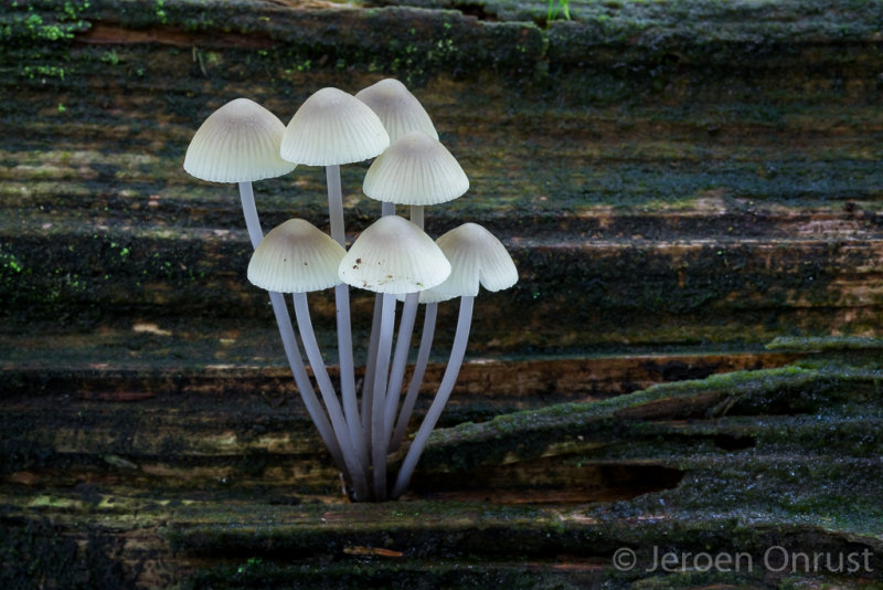 Mycena arcangeliana - Bundelmycena - Angels Bonnet