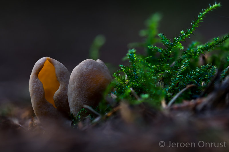 Otidea leporina - Echt Hazenoor - Yellow Rabbit Ears