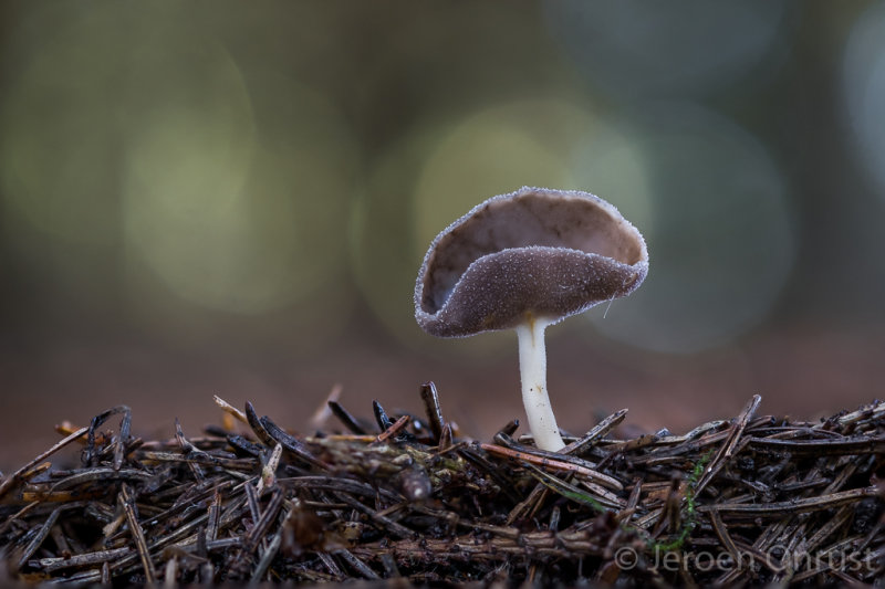 Helvella fibrosa - Gladstelige Schotelkluifzwam - Palefoot Saddle