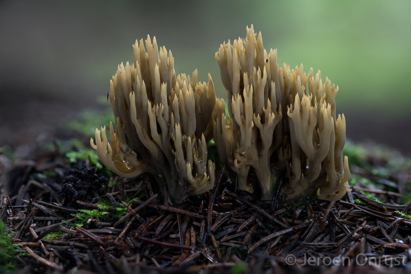 Ramaria abietina - Groenwordende Koraalzwam - Green-staining Coral