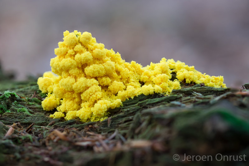 Fuligo septica - Heksenboter - Scrambled Egg Slime