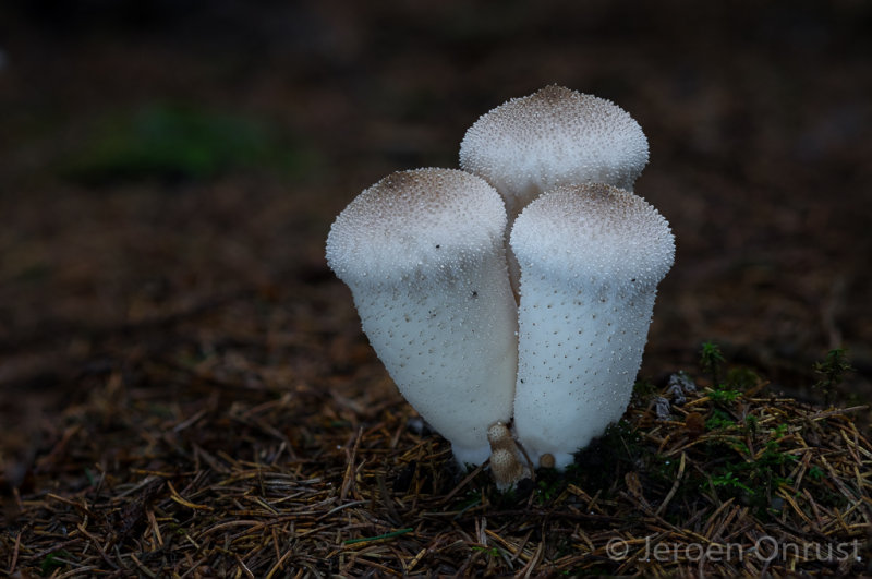 Calvatia excipuliformis - Plooivoetstuifzwam - Pestle Puffball