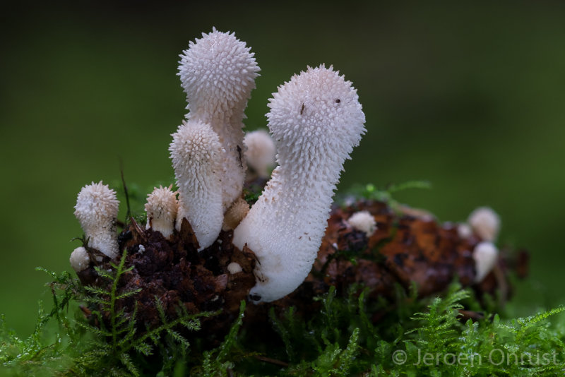 Lycoperdon perlatum - Parelstuifzwam - Common Puffball