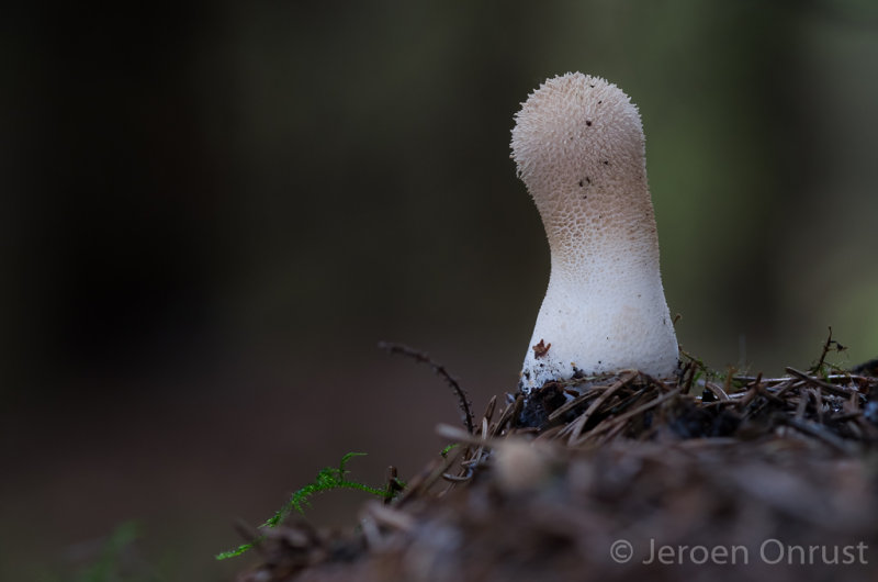 Lycoperdon perlatum - Parelstuifzwam - Common Puffball