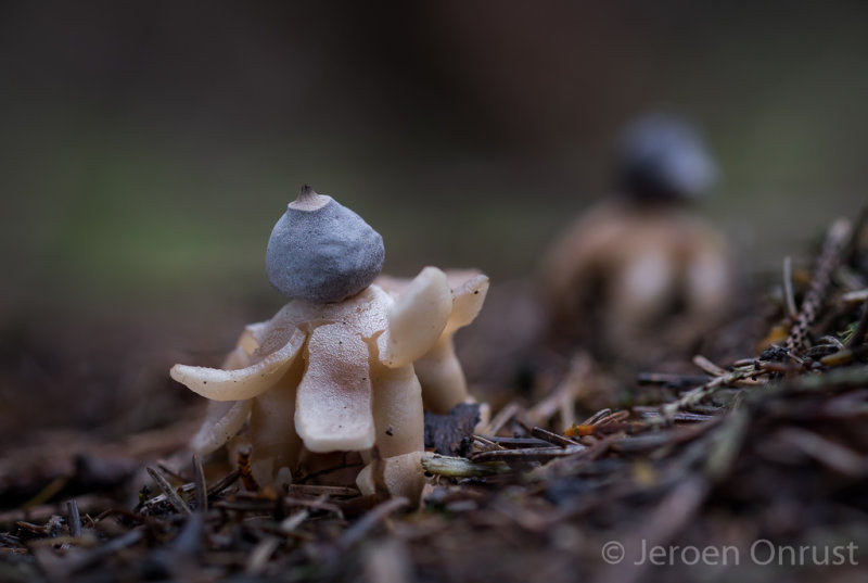 Geastrum quadrifidum - Vierslippige Aardster - Rayed Earthstar
