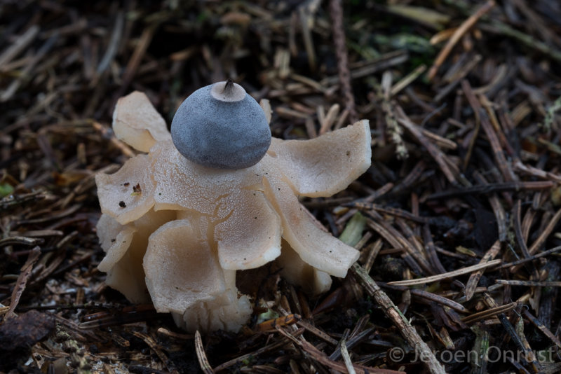Geastrum quadrifidum - Vierslippige Aardster - Rayed Earthstar