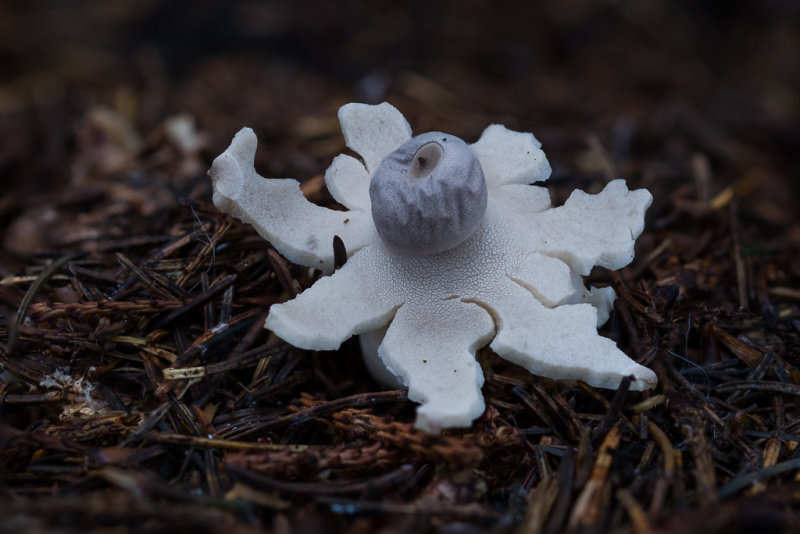 Geastrum quadrifidum - Vierslippige Aardster - Rayed Earthstar