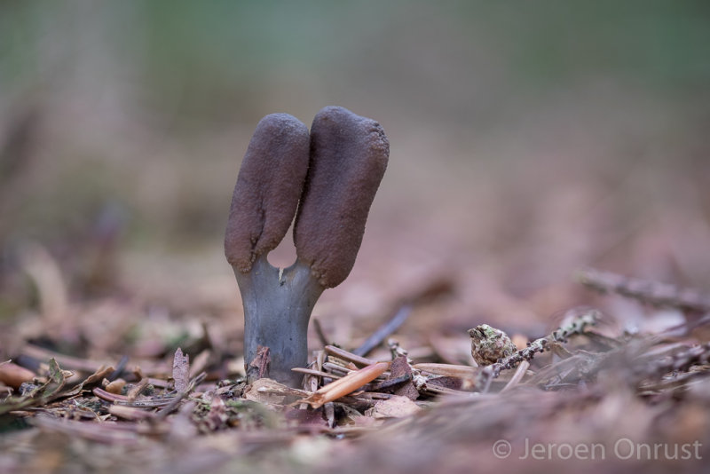 Cordyceps ophioglossoides - Zwarte Truffelknotszwam - Clubhead Fungus