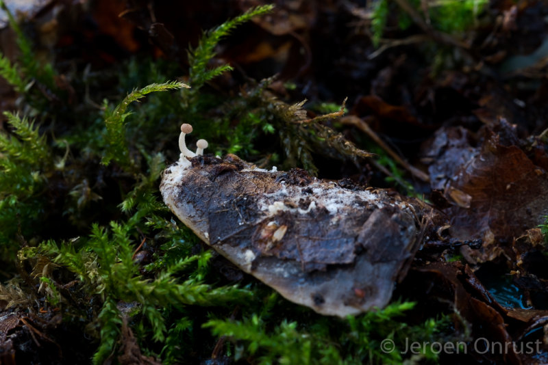 Onygena equina - Hoefzwam - Horn Stalkball