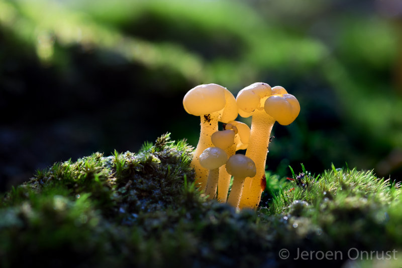 Leotia lubrica - Groene Glibberzwam - Jellybaby