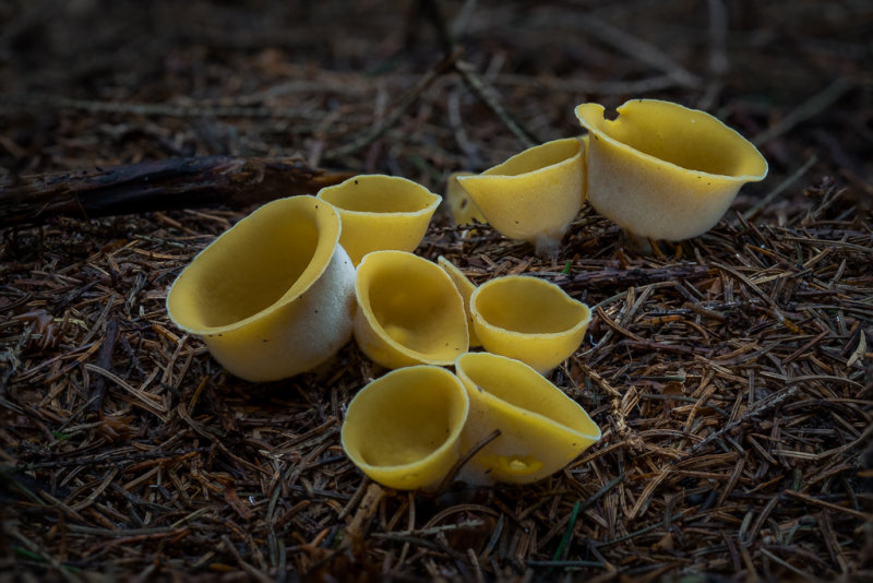 Sowerbyella radiculata - Gele Wortelbekerzwam