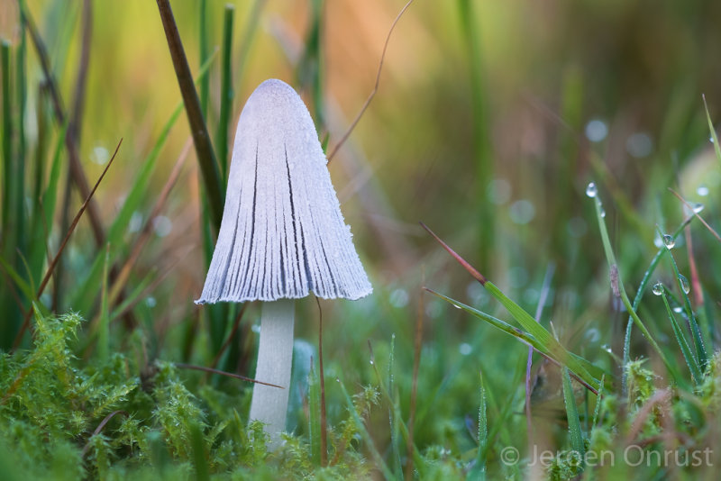 Coprinopsis nivea - Witte Mestinktzwam - Snowy Inkcap