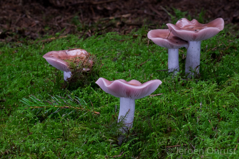 Lepista nuda - Paarse Schijnridderzwam - Wood Blewit