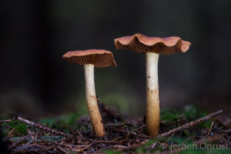 Cortinarius cinnamomeus - Kaneelkleurige Gordijnzwam - Cinnamon Webcap