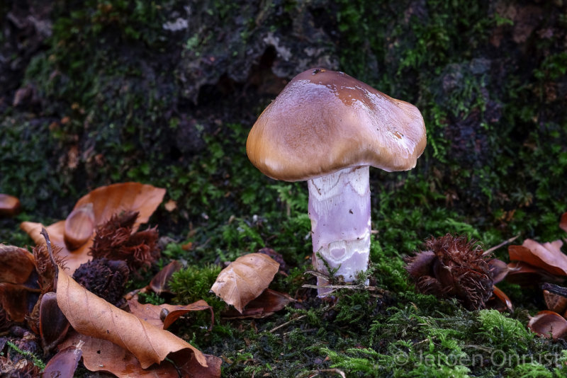 Cortinarius lividoochraceus - Rimpelige Gordijnzwam - Wrinkled Webcap