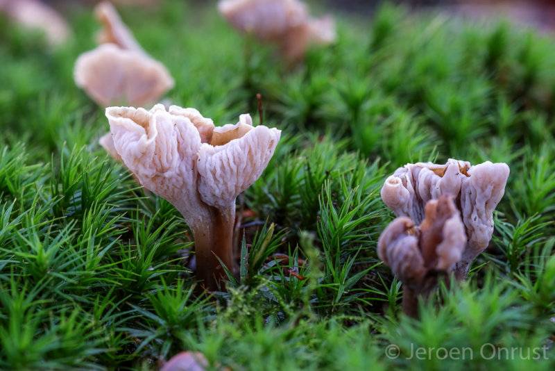 Pseudocraterellus undulatus - Kleine Trompetzwam - Sinuous Chanterelle