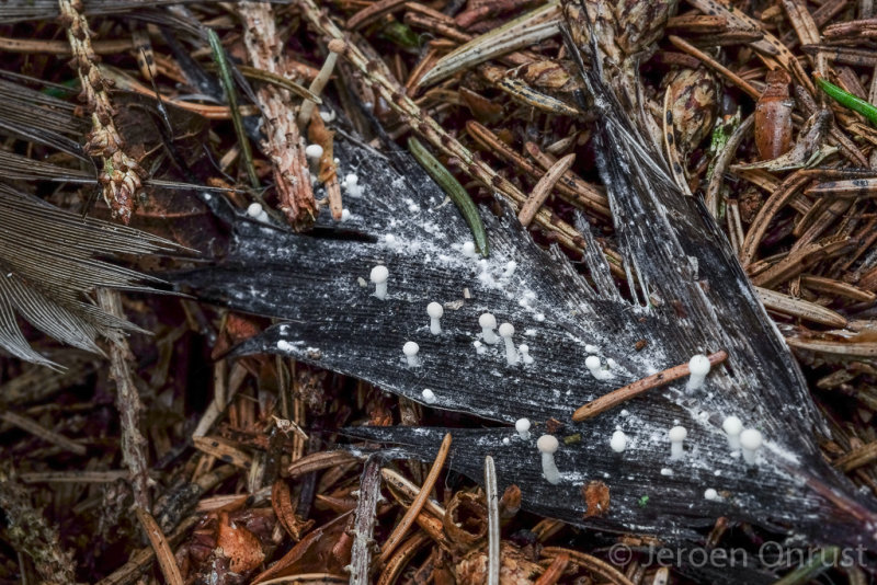 Onygena corvina - Vogelveerzwammetje - Feather Stalkball