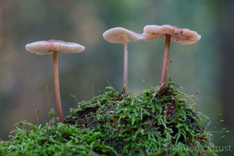 Mycena galericulata - Helmmycena - Common Bonnet